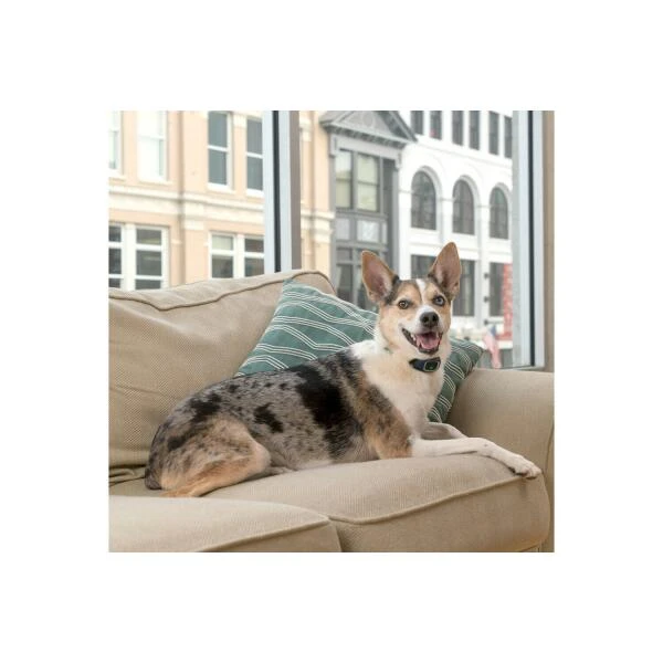 Oplaadbare Antiblafband Lite Petsafe - Afbeelding 2