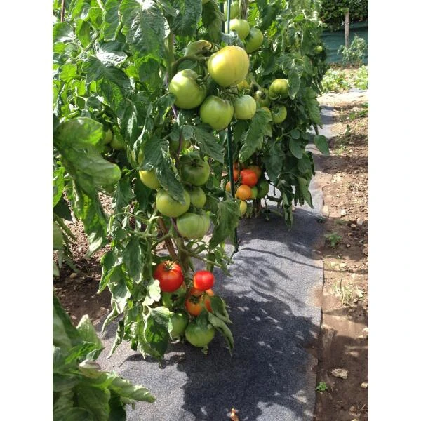 Gronddoek Vilt Met Openingen Voor Tomaten En Aardbeien - 60 Cm X 5 M - Afbeelding 2