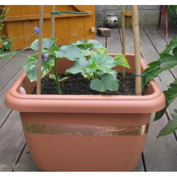 Anti-slakken Kopertape 4 M - Afbeelding 3