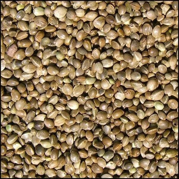 Kempzaad 800 G - Afbeelding 2