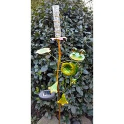 Kikker Met Solar Bloem