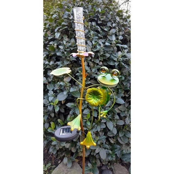 Kikker Met Solar Bloem