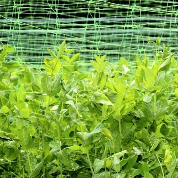 Erwten En Bonen Klimgaas 1,7 × 4 M