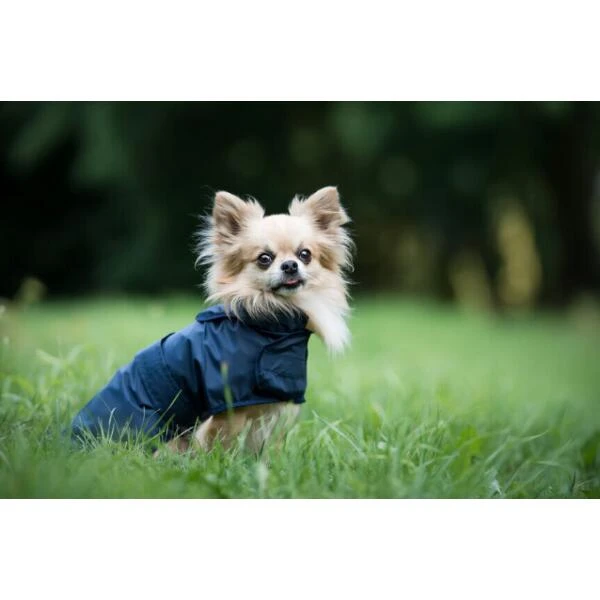Regenjas Voor Honden Bristol Amiplay - Blauw - Afbeelding 2