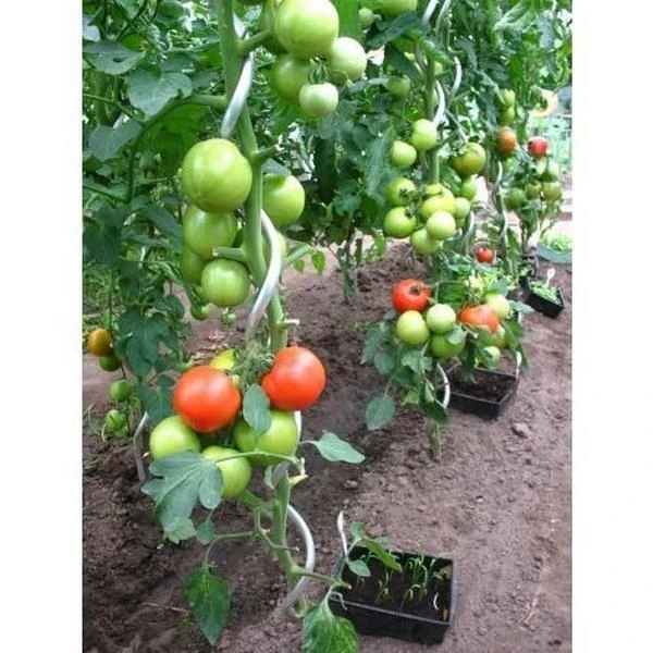 Tomatenspiralen - 170 Cm - Afbeelding 2