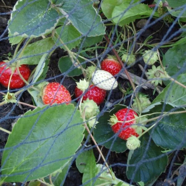 Tuinnet Grofmazig 10 × 15 M - Afbeelding 2