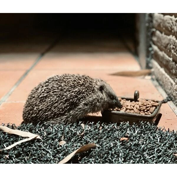 Egel Voerbak Keramiek